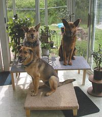 Teva, Hudson, and Ace - Back to Basics Crew