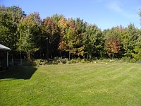 back yard 1