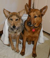 Teva and Hudson